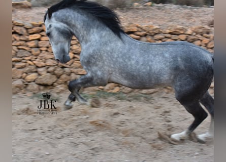 PRE, Stallion, 5 years, 16 hh, Gray