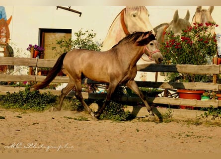 PRE, Stallion, 5 years, 16 hh, Gray-Red-Tan