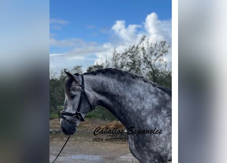 PRE, Stallion, 5 years, 16 hh, Grey-Dapple