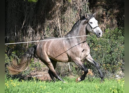 PRE Mix, Stallion, 5 years, 16 hh, Grey
