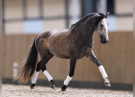 PRE, Stallion, 5 years, 16 hh, Grey