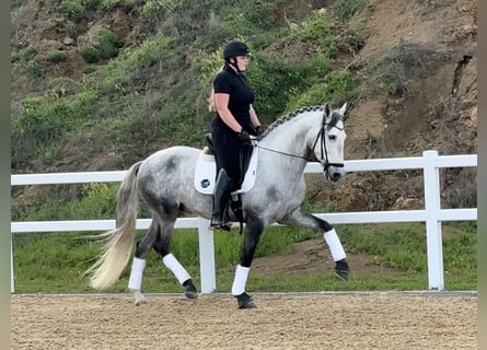 PRE Mix, Stallion, 5 years, 16 hh, Grey