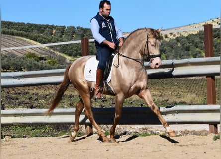 PRE, Stallion, 5 years, 16 hh, Pearl