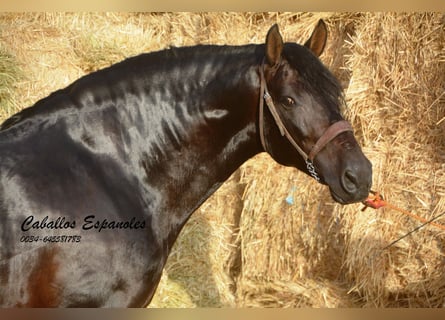 PRE, Stallion, 5 years, 16 hh, Smoky-Black