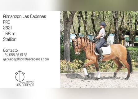 PRE, Stallion, 5 years, 16,1 hh, Brown