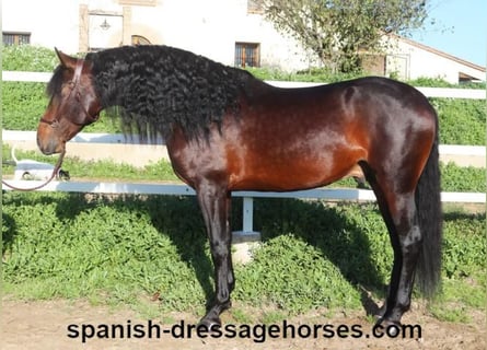PRE Mix, Stallion, 5 years, 16,1 hh, Brown