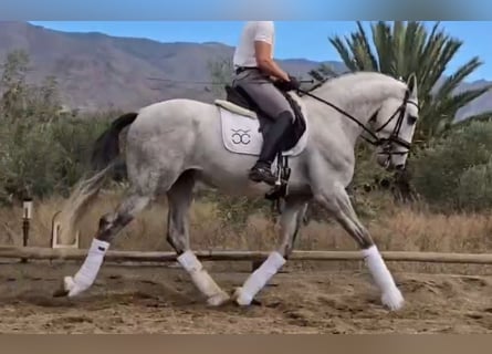 PRE Mix, Stallion, 5 years, 16,1 hh, Grey