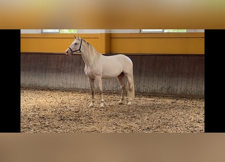 PRE, Stallion, 5 years, 16,1 hh, Perlino