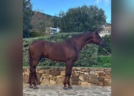PRE, Stallion, 5 years, 16,2 hh, Chestnut-Red