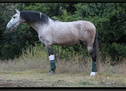 PRE Mix, Stallion, 5 years, 16,2 hh