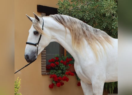 PRE Mix, Stallion, 5 years, 16,2 hh, Gray
