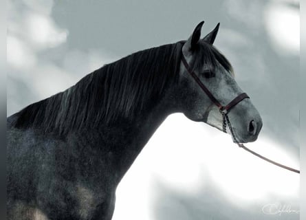 PRE, Stallion, 5 years, 16,2 hh, Gray