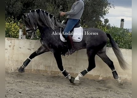 PRE Mix, Stallion, 5 years, 16,2 hh, Grey-Dapple