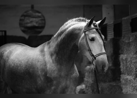 PRE, Stallion, 5 years, 16,2 hh, Grey-Dapple