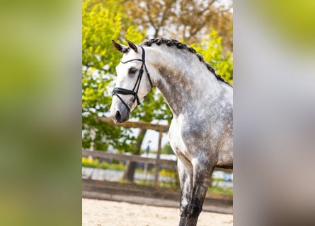 PRE Mix, Stallion, 5 years, 16,3 hh, Gray