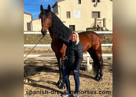 PRE Mix, Stallion, 5 years, 17,1 hh, Brown