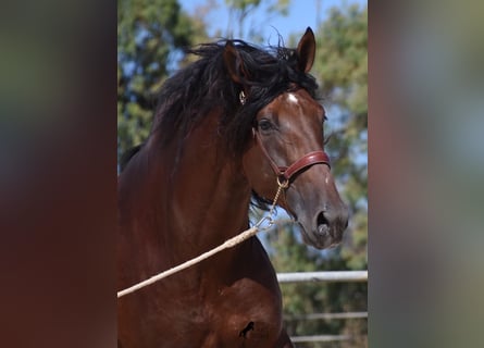 PRE, Stallion, 5 years, 17,2 hh, Bay-Dark