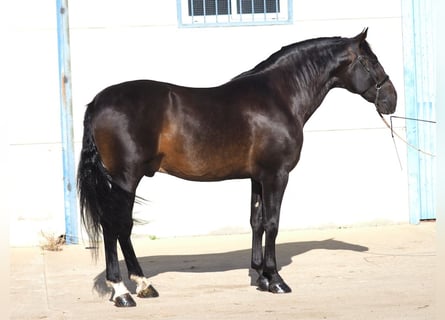 PRE, Stallion, 5 years, 17 hh, Bay