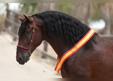 PRE, Hengst, 5 Jahre, 17 hh, Rotbrauner