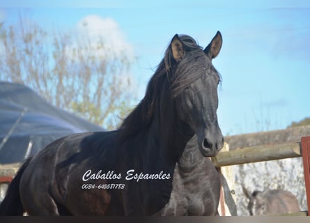 PRE, Stallion, 5 years, 17 hh, Black