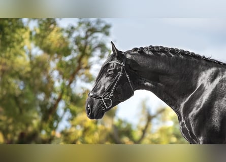 PRE, Stallion, 5 years, 17 hh, Black