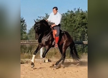PRE Mix, Stallion, 5 years, 17 hh, Brown