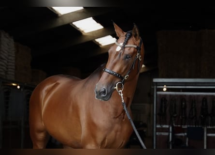 PRE, Stallion, 5 years, 17 hh, Brown-Light