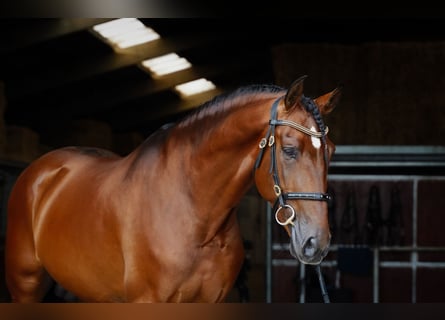 PRE, Stallion, 5 years, 17 hh, Brown-Light