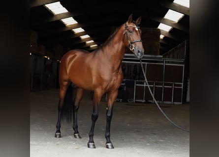 PRE, Stallion, 5 years, 17 hh, Brown-Light