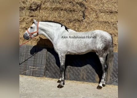 PRE Mix, Stallion, 5 years, 17 hh, Grey-Dapple