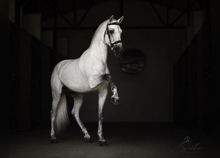 PRE Mix, Stallion, 5 years, 17 hh, White