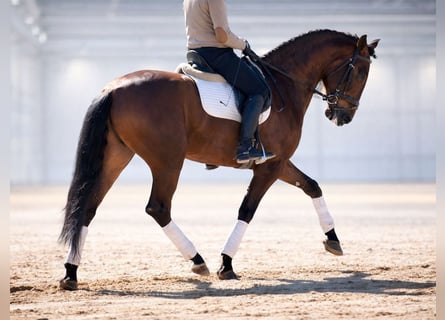 PRE Mix, Stallion, 5 years, Brown
