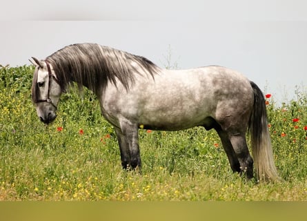 PRE, Stallion, 5 years, Gray-Dark-Tan