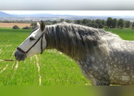PRE Mix, Stallion, 6 years, 15.1 hh, Gray