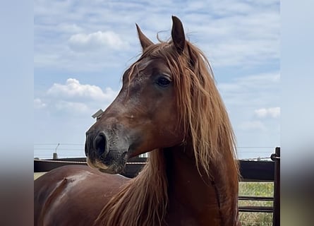 PRE, Stallion, 6 years, 15.2 hh, Chestnut-Red