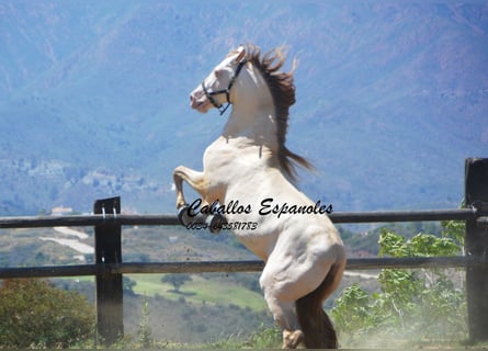 PRE, Stallion, 6 years, 15,2 hh, Cremello