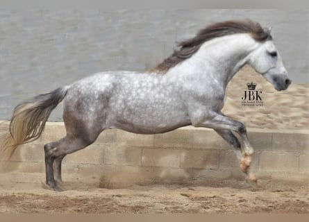 PRE, Stallion, 6 years, 15.2 hh, Gray