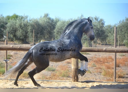 PRE, Stallion, 6 years, 15.2 hh, Grey-Dapple