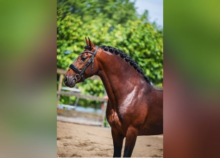 PRE Mix, Stallion, 6 years, 15.3 hh, Brown
