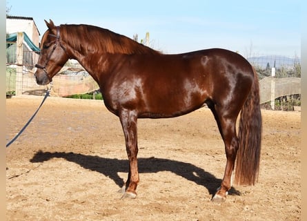 PRE, Stallion, 6 years, 15,3 hh, Chestnut-Red