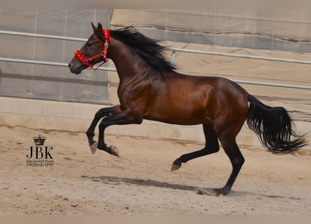 PRE, Stallion, 6 years, 15,1 hh, Brown