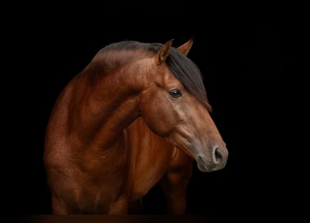 PRE Mix, Stallion, 6 years, 15,2 hh, Brown