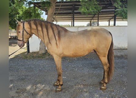 PRE Mix, Stallion, 6 years, 15,2 hh, Champagne