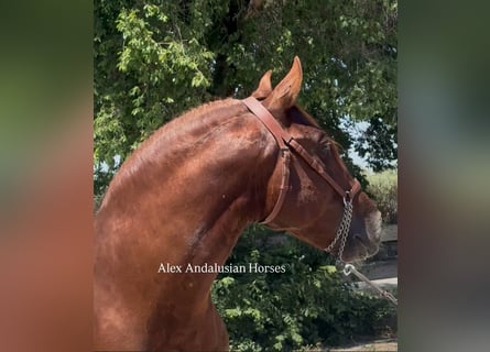 PRE Mix, Stallion, 6 years, 15,2 hh, Chestnut-Red