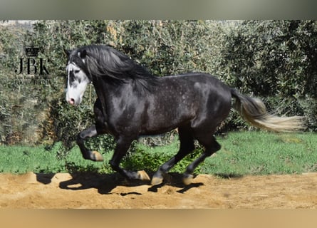 PRE Mix, Stallion, 6 years, 15,2 hh, Grey-Dapple