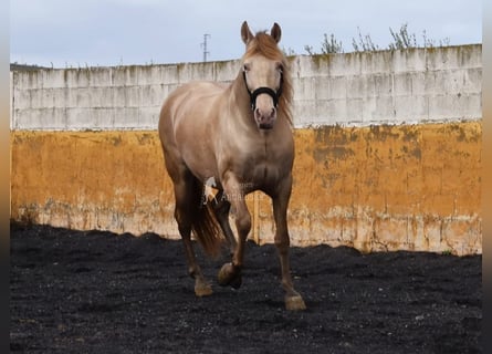 PRE, Stallion, 6 years, 15,2 hh, Pearl
