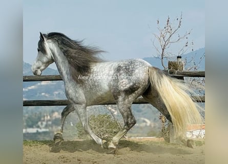 PRE Mix, Stallion, 6 years, 15,3 hh, Gray