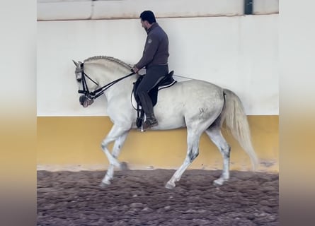 PRE Mix, Stallion, 6 years, 15,3 hh, Grey