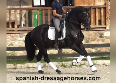 PRE Mix, Stallion, 6 years, 16,1 hh, Black