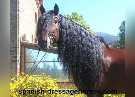 PRE, Stallion, 6 years, 16,1 hh, Brown